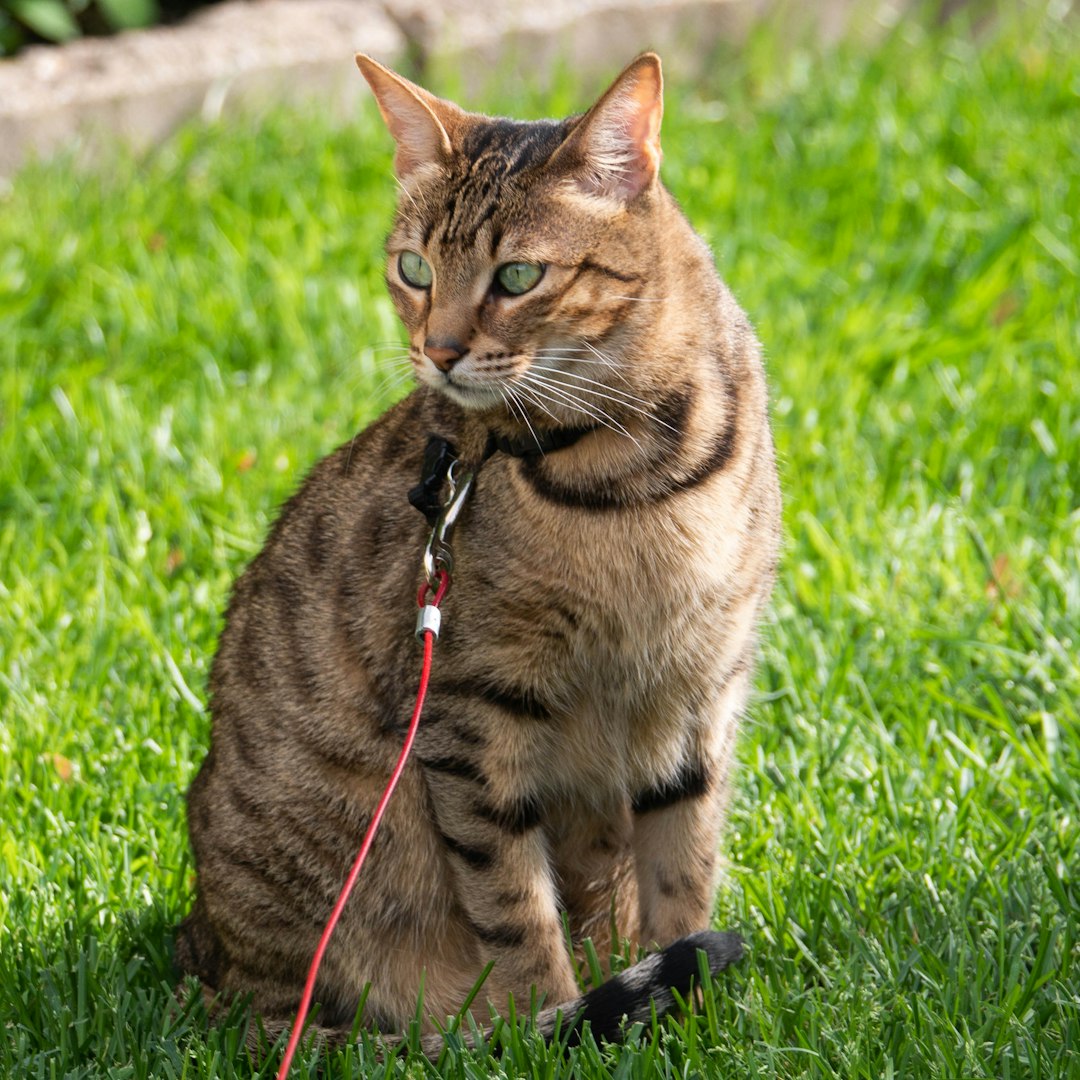Savannah Cats (Image Credits: Unsplash)