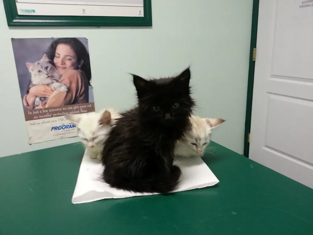 When to Seek Professional Help (Image Credits: Flickr)