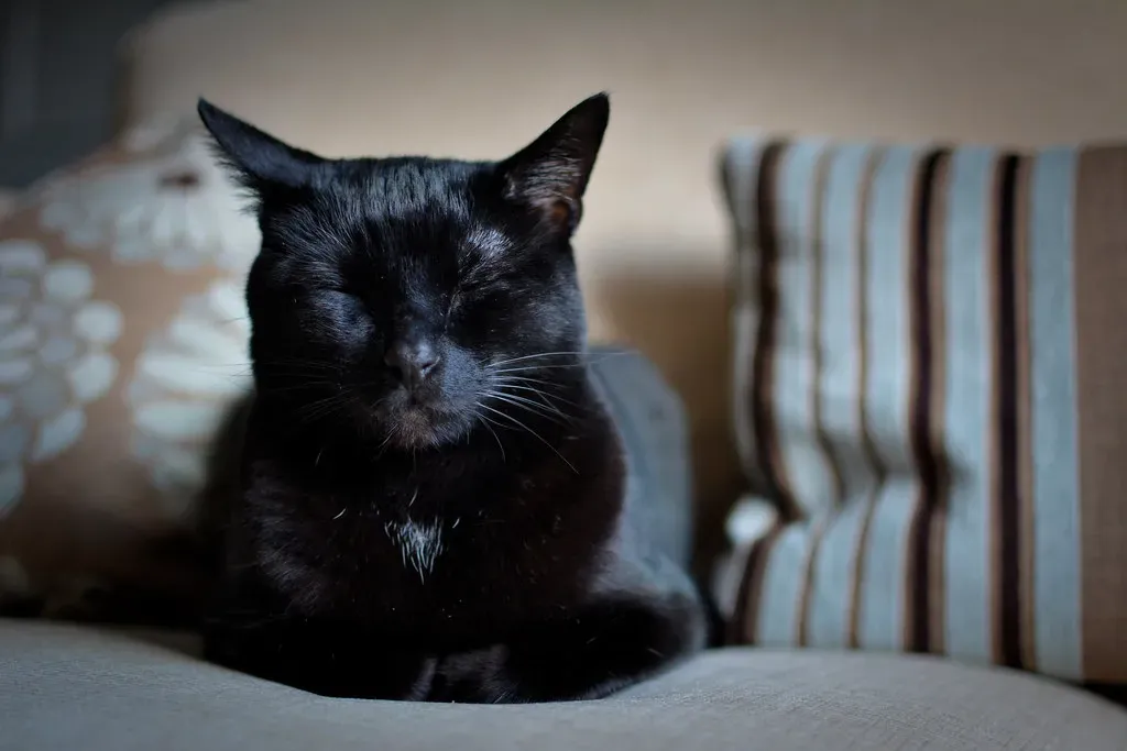 Cats as Mental Health Support: The Emotional Healing You Didn't Expect (markjohnrichards, Flickr, CC BY-SA 2.0)