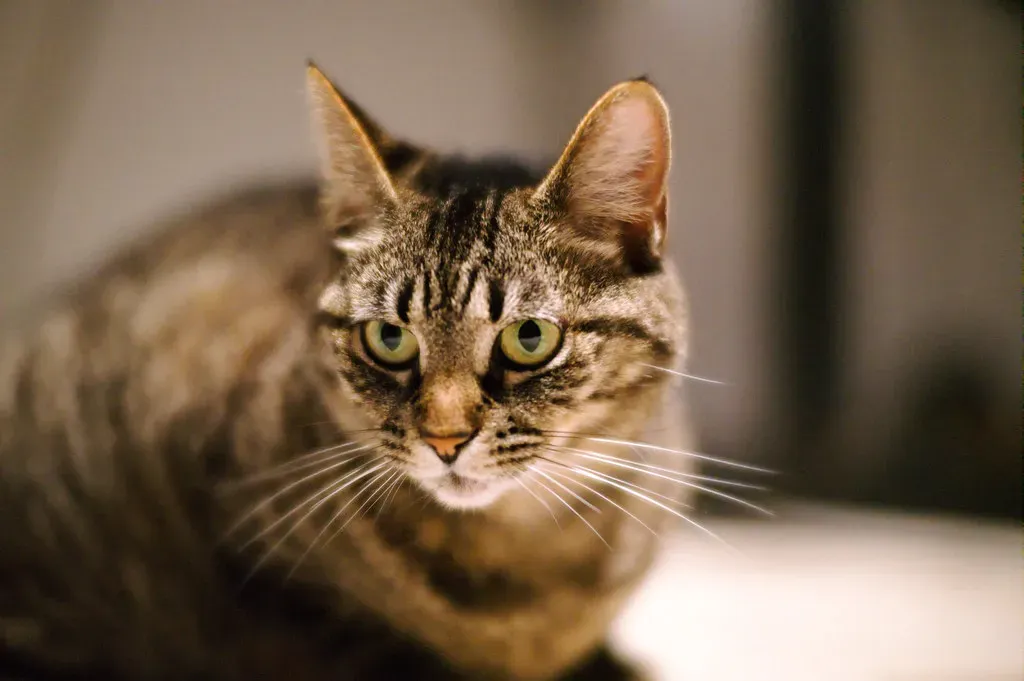 Stiff, Tense Body Posture (Image Credits: Flickr)