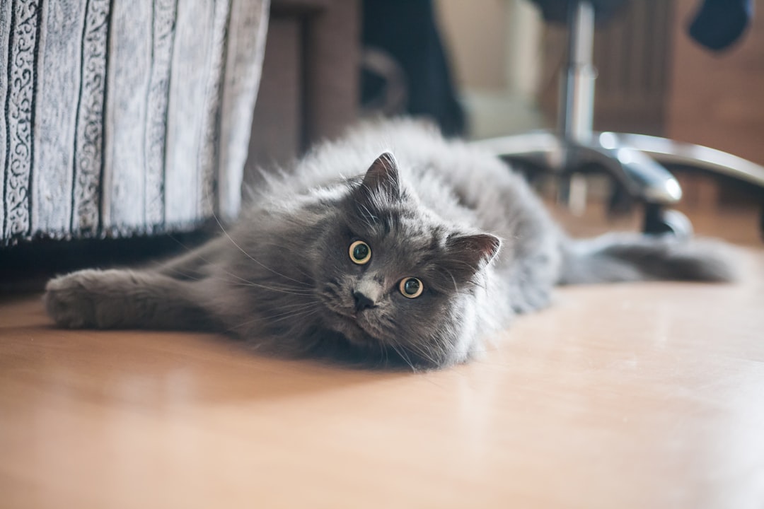 Russian Blue Cats: The Quiet Emotional Support Specialists (Image Credits: Unsplash)
