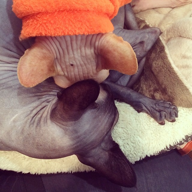 Their Skin-to-Skin Connection Creates Deeper Bonds Than Any Other Breed (Image Credits: Flickr)