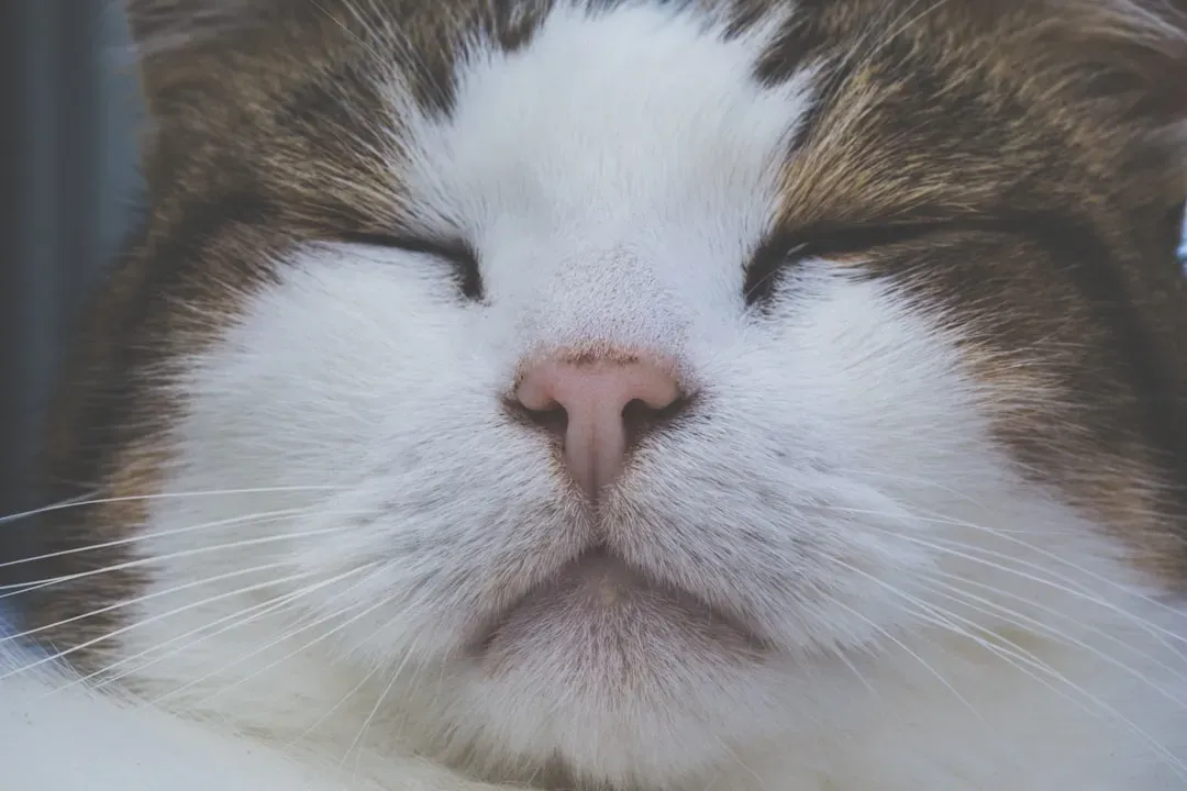 The Slow Blink and What It Actually Means (Image Credits: Unsplash)