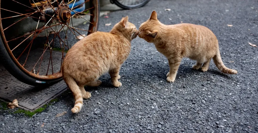 Body Language Reveals Everything Your Cat Can't Say in Words (Image Credits: Unsplash)