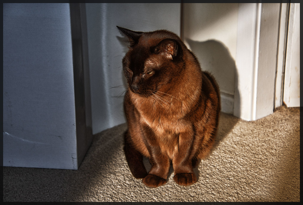 Burmese: The People-Oriented Companion (Image Credits: Flickr)