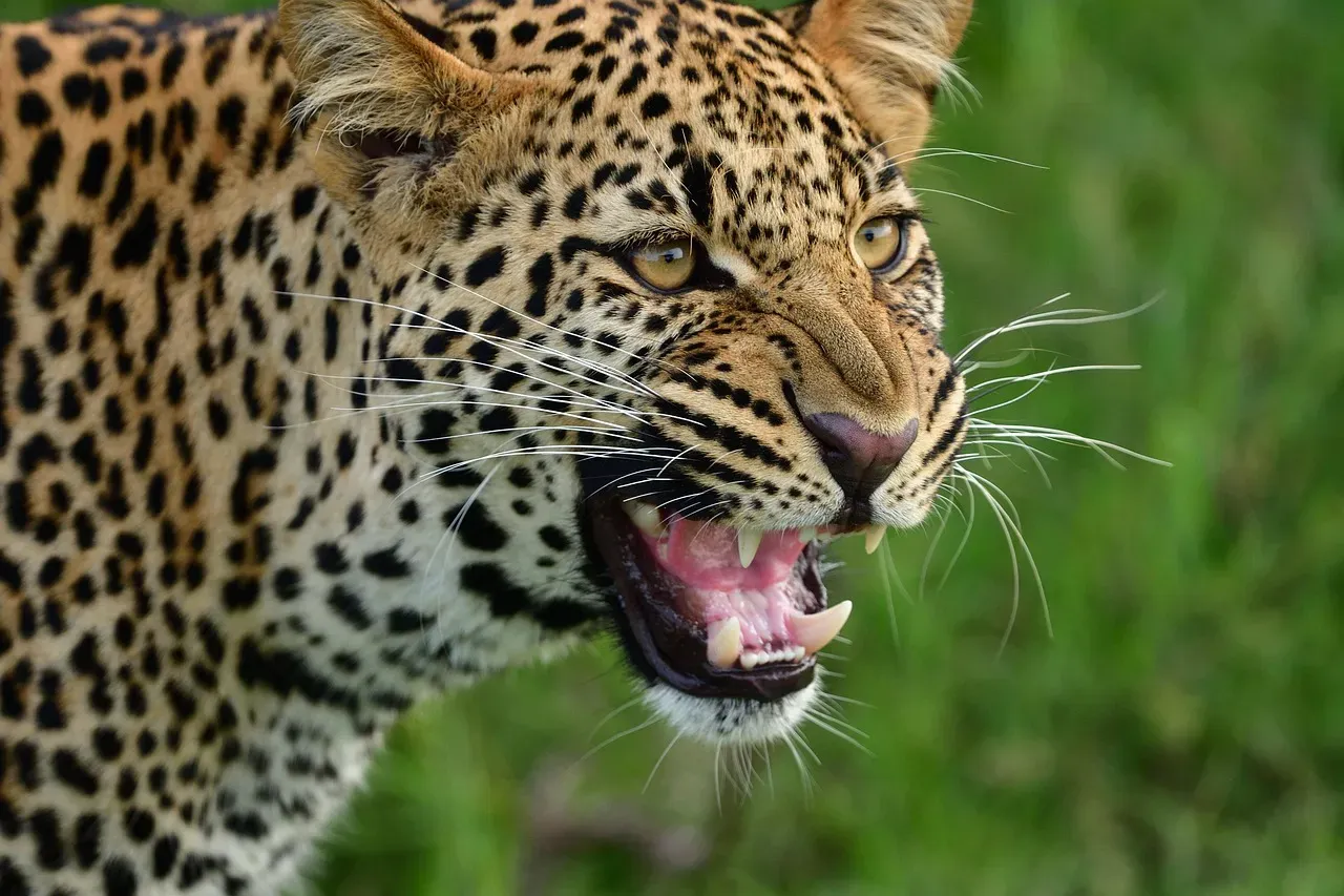What their survival really tells us (Image Credits: Pixabay)