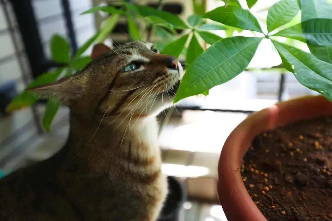 What to Do If Your Cat Ingests a Toxic Plant (Image Credits: Unsplash)