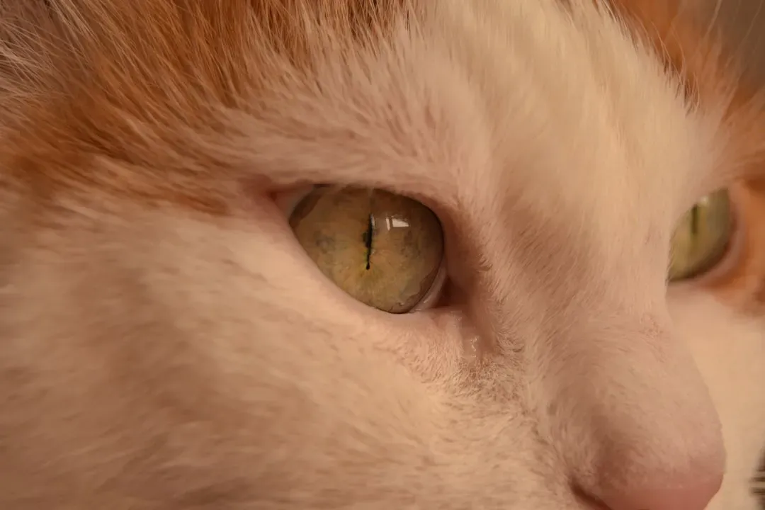 The Stare vs. The Blink: Why the Difference Is Critical (Image Credits: Unsplash)