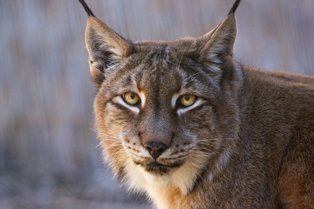 Siberian Lynx: Majestic but Completely Unsuitable (Image Credits: Unsplash)