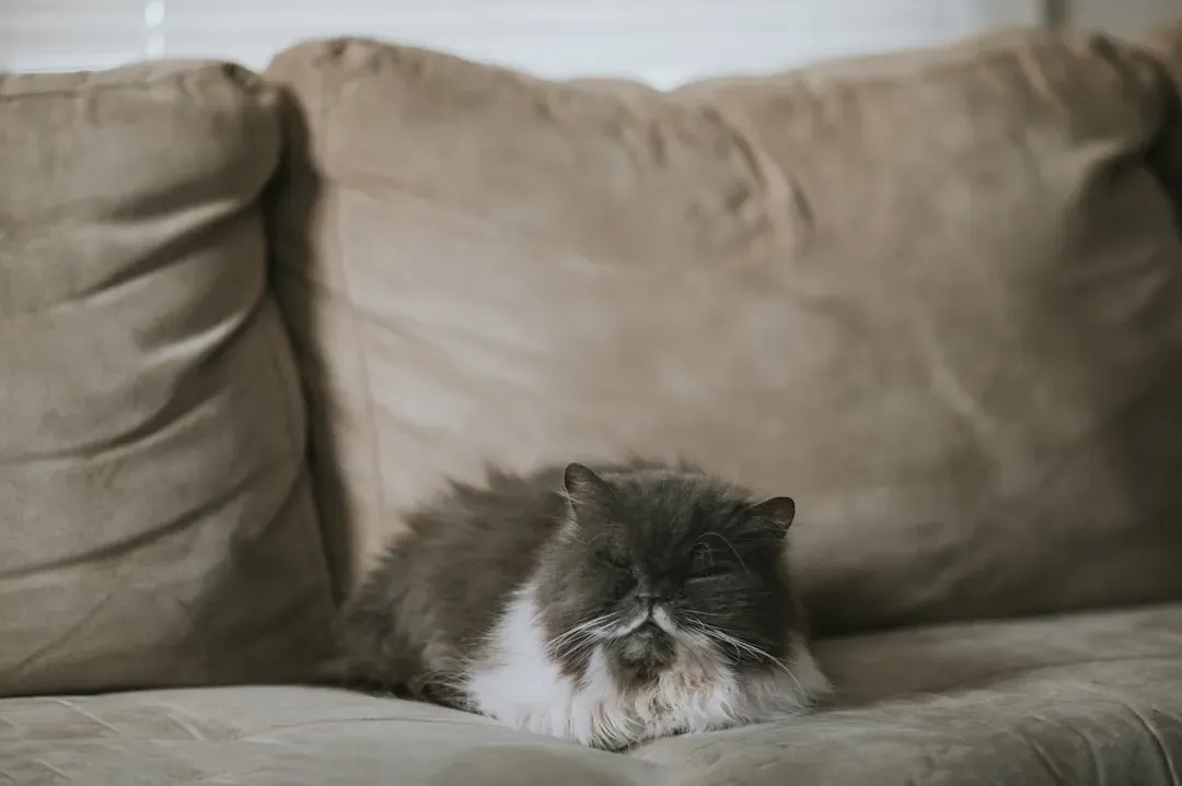 Persian Cats: The Ultimate Nappers (Image Credits: Unsplash)