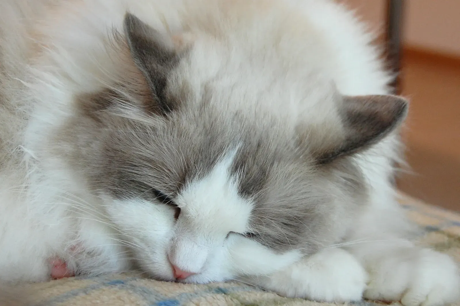 1. Ragdoll: The Ultimate Head Hugger (Image Credits: Wikimedia)