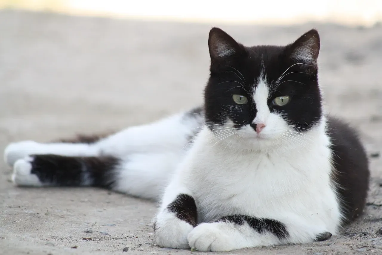 The Science Behind Feline Personalities (Image Credits: Pixabay)