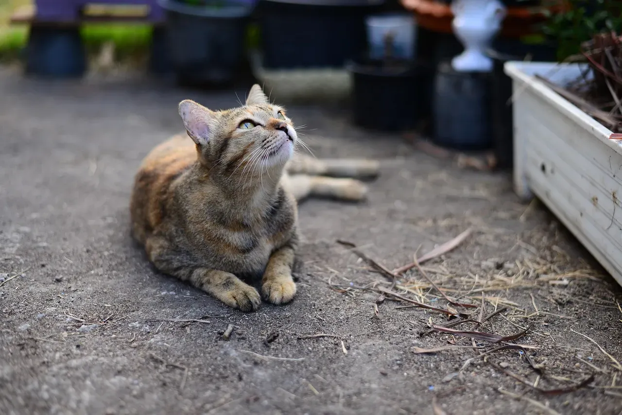 Purring Is Not Just Happiness (Image Credits: Pixabay)