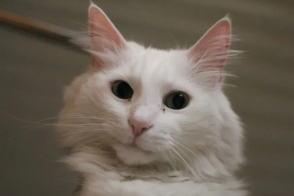 #8 - Turkish Angora: The Elegant Athlete With a Trick Up Its Sleeve (Image Credits: Pexels)