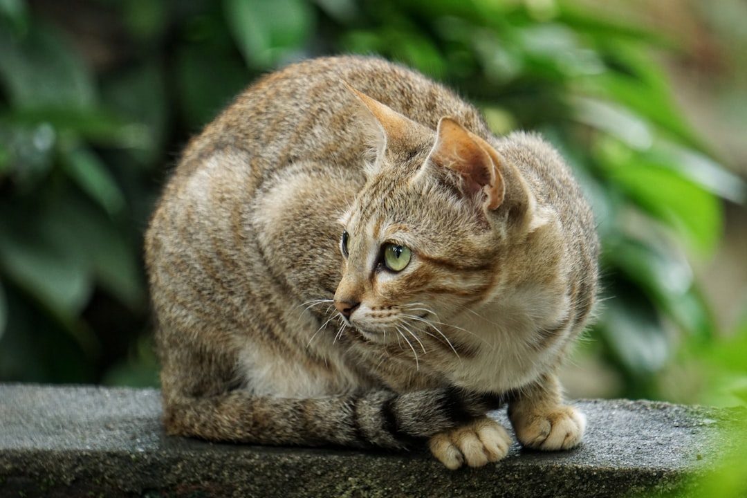 Keeping Their Body Low and Tense Around You (Image Credits: Unsplash)