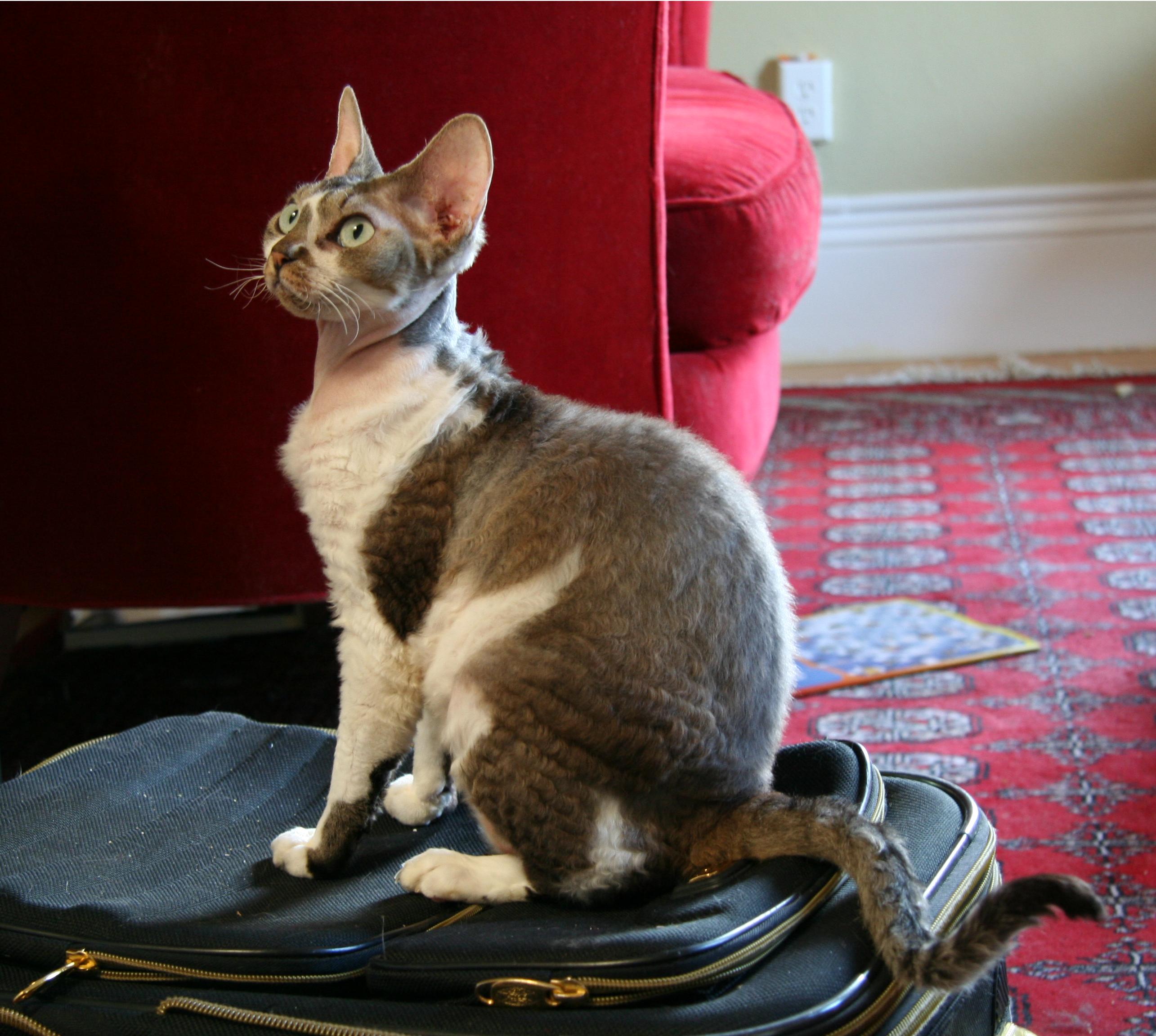 Devon Rex (Image Credits: Wikimedia)