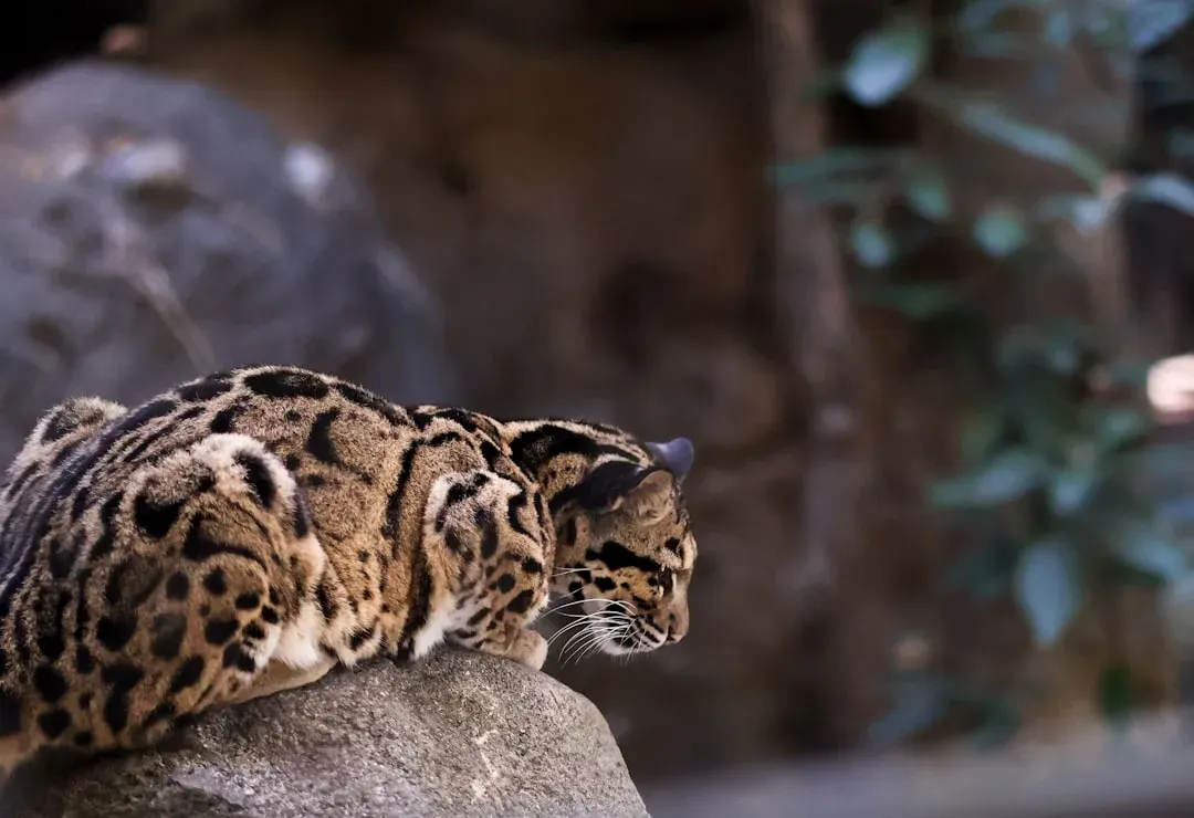 The Elusive Hunter's Way of Life (Image Credits: Unsplash)