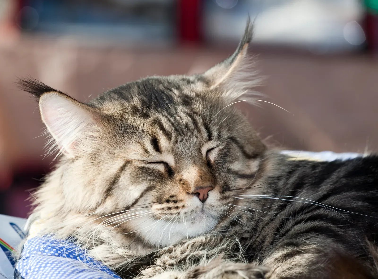 2. Maine Coon: The Gentle Giant Who Wants to Be Near (Image Credits: Wikimedia)