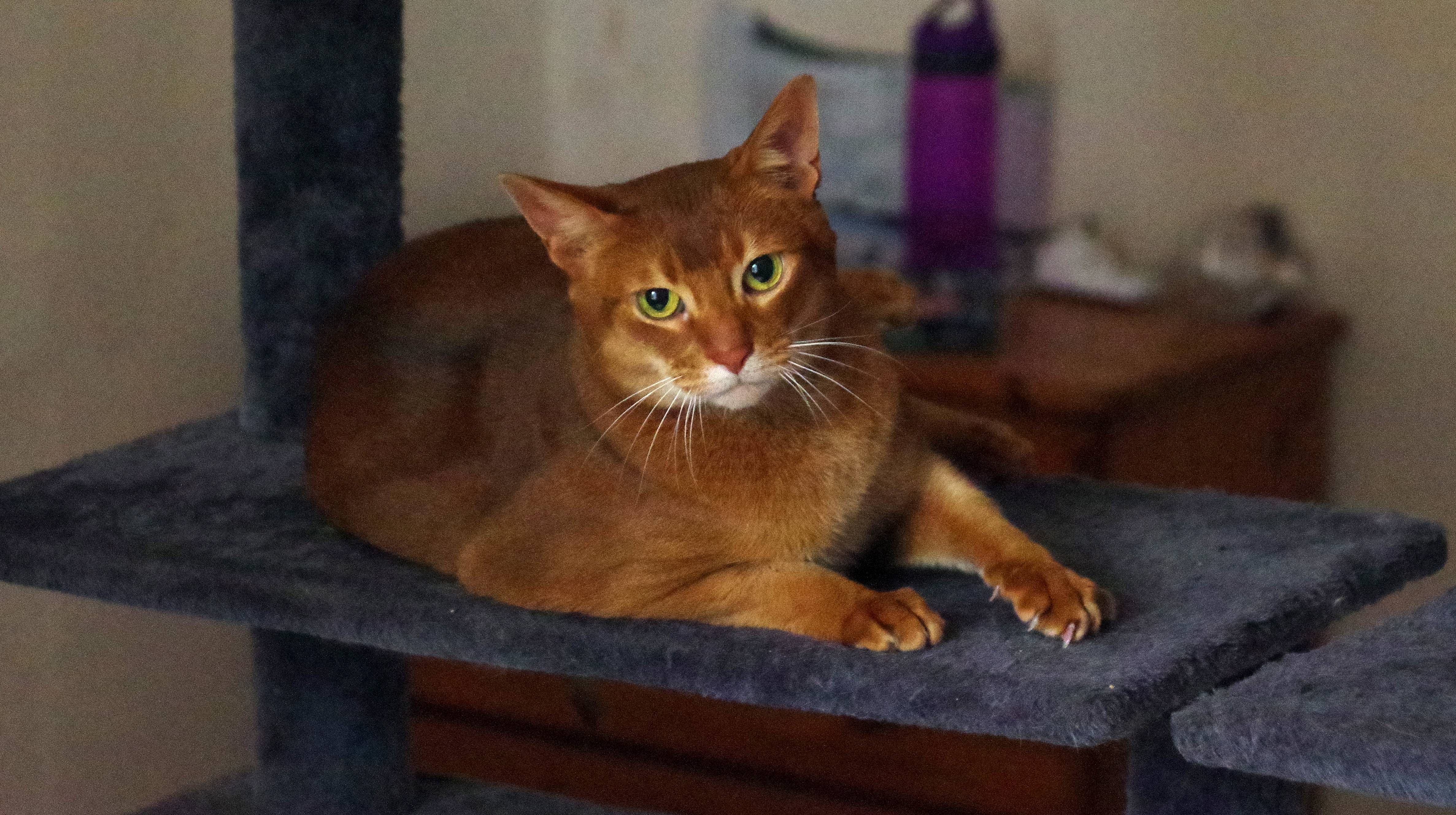 Abyssinian (Image Credits: Wikimedia)