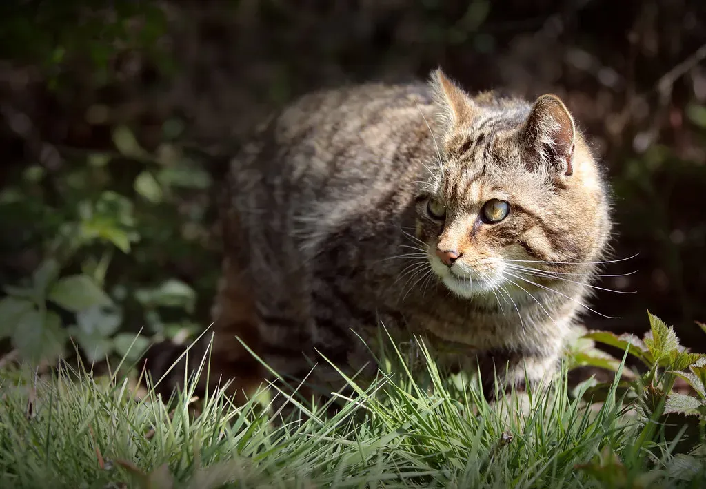 The Wild Ancestor Connection You Never Knew About (Image Credits: Flickr)