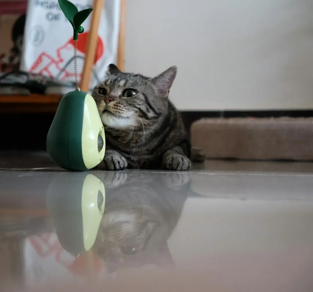 Boredom and the Case of the Under-Stimulated Indoor Cat (Image Credits: Unsplash)