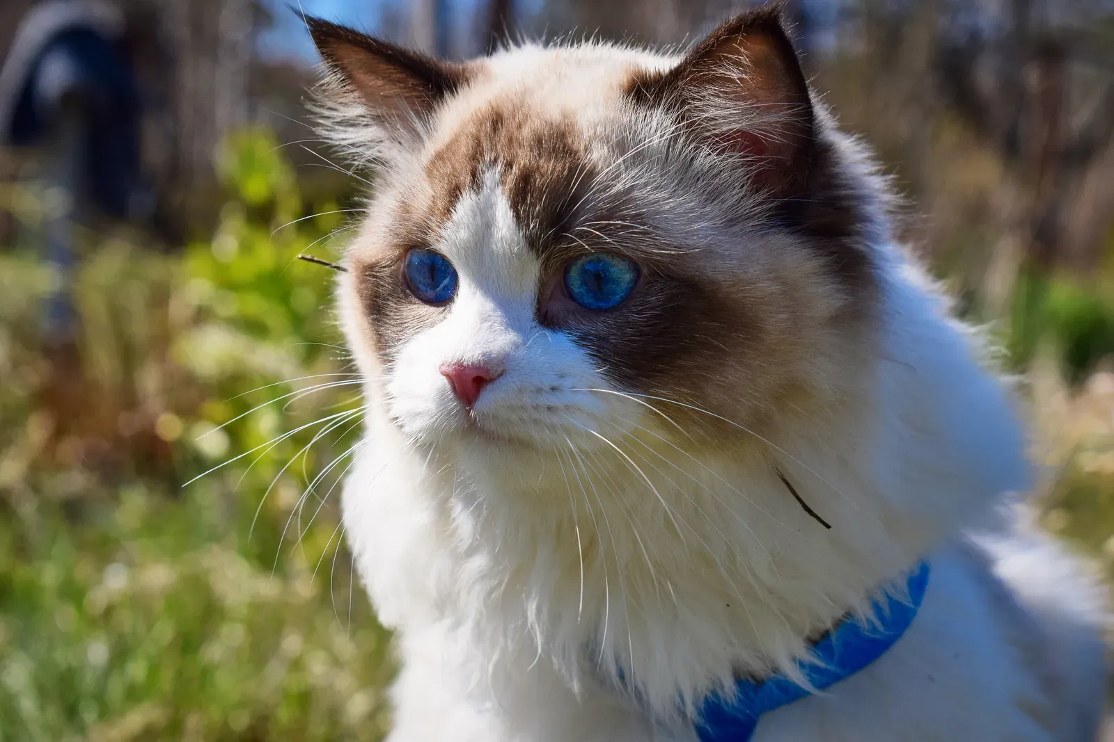 Ragdoll: The Laid-Back Companion (Image Credits: Wikimedia)