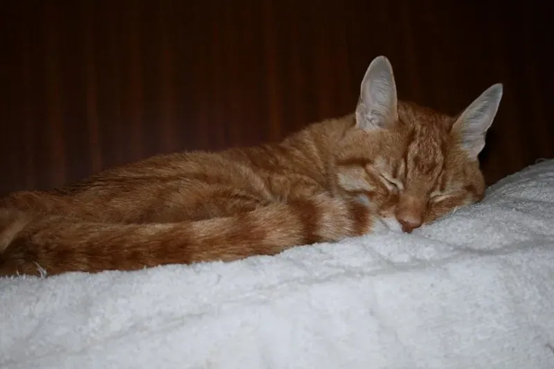 Warning Signs in Sleep Positions (Image Credits: Flickr)