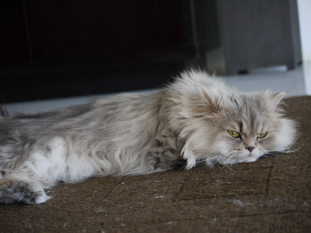 Persian: The Tranquil Companion (Image Credits: Flickr)