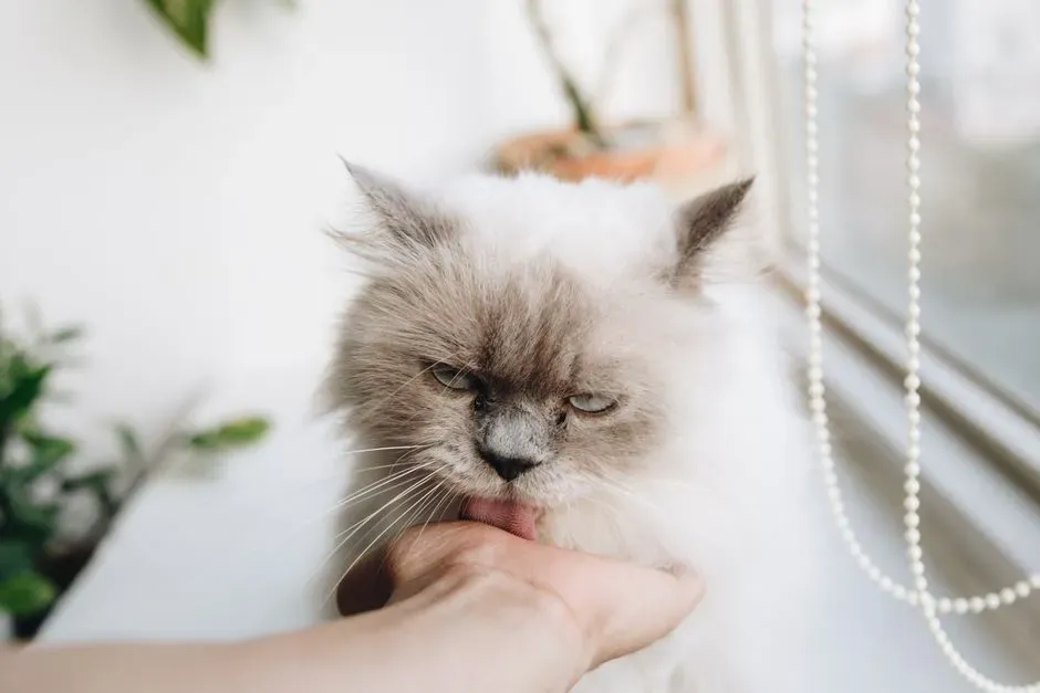 #7 - The Silent, Barely-There Purr (Image Credits: Pexels)