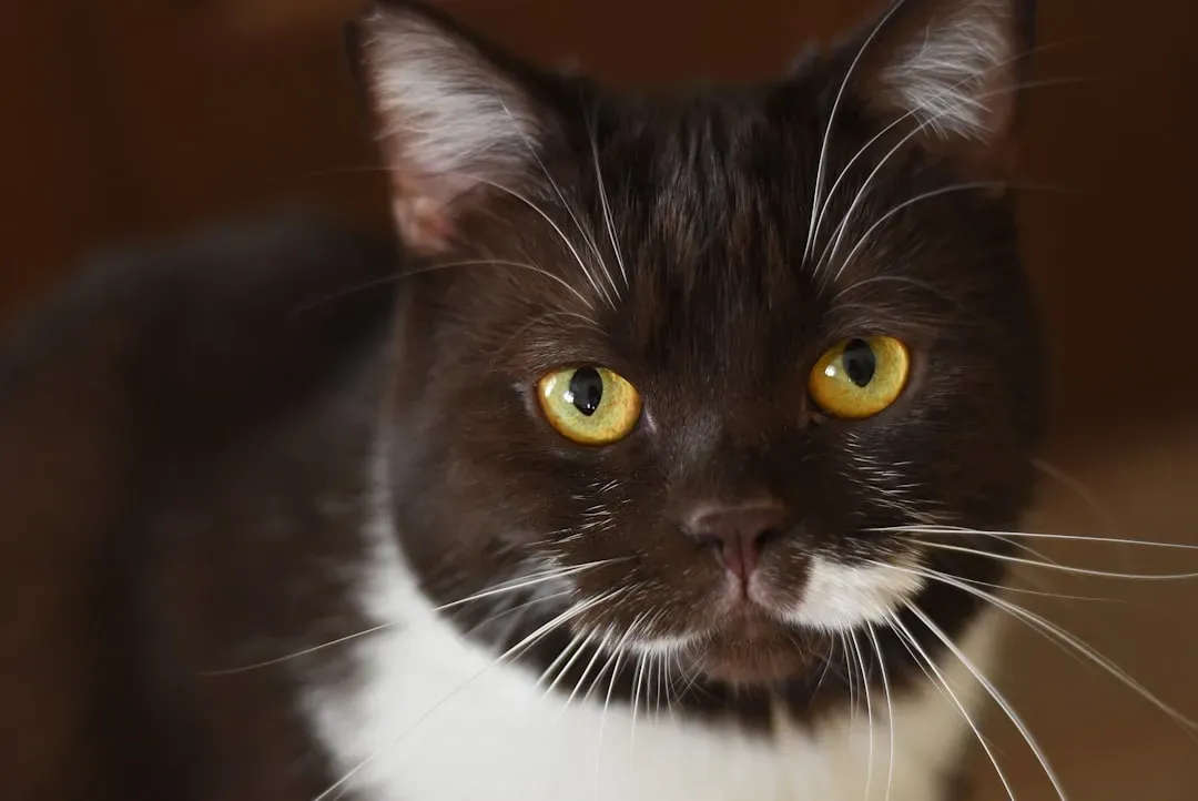 How to Make Eye Contact with Your Cat the Right Way (Image Credits: Unsplash)