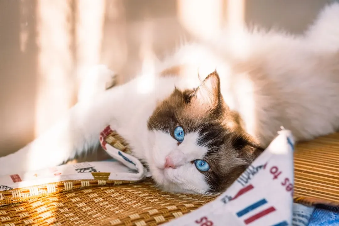 They Transform Your House into a Home (Image Credits: Unsplash)