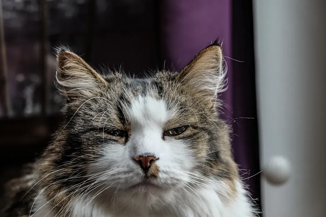 Cognitive Decline in Senior Cats: A Different Kind of Stare (Image Credits: Unsplash)