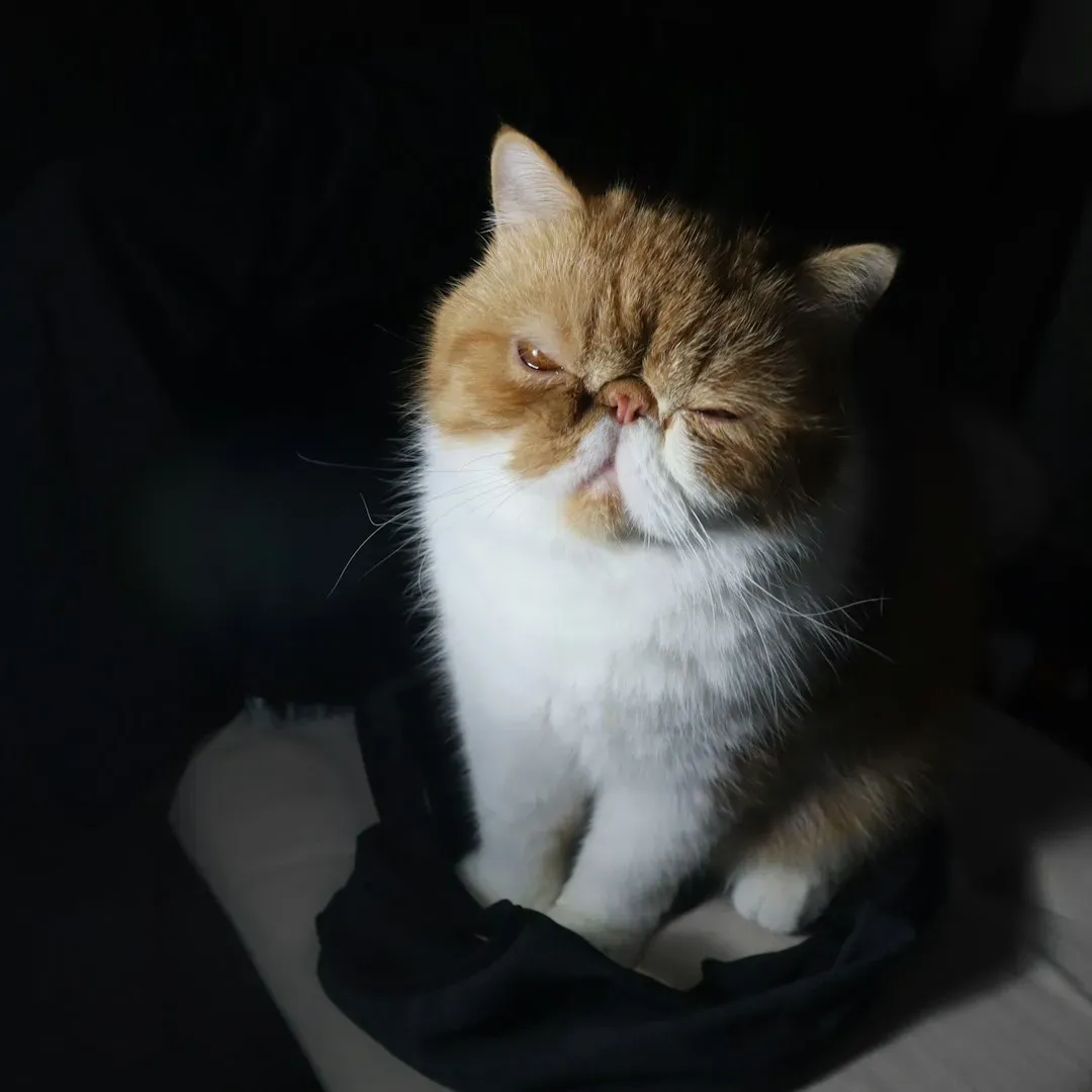 Location, Location, Location: Where Your Cat Sleeps Reveals Trust (Image Credits: Unsplash)