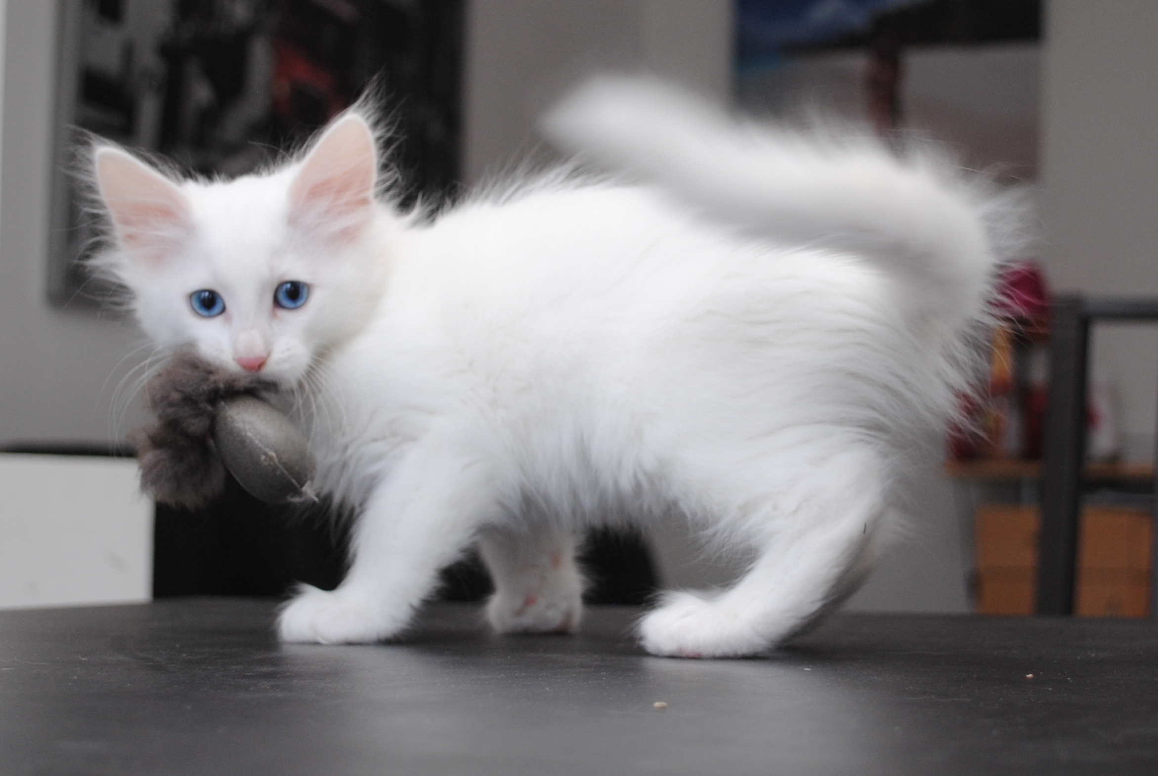 Turkish Angora Kittens: Graceful Energy Wrapped in Silk (Image Credits: Wikimedia)
