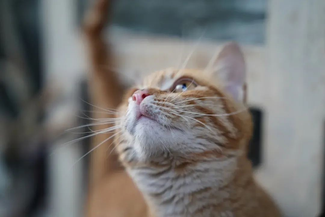 Whiskers Forward: Curiosity and Confidence on Display (Image Credits: Unsplash)