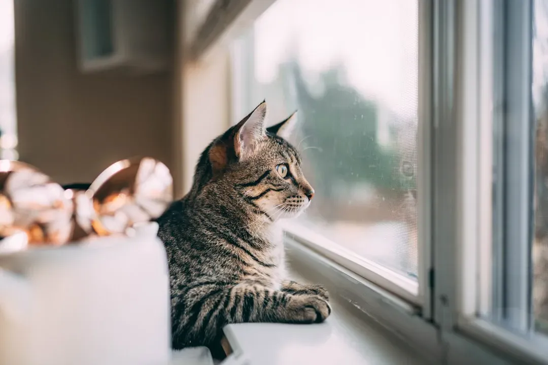 They React Dramatically to Other Animals Outside the Window (Image Credits: Unsplash)