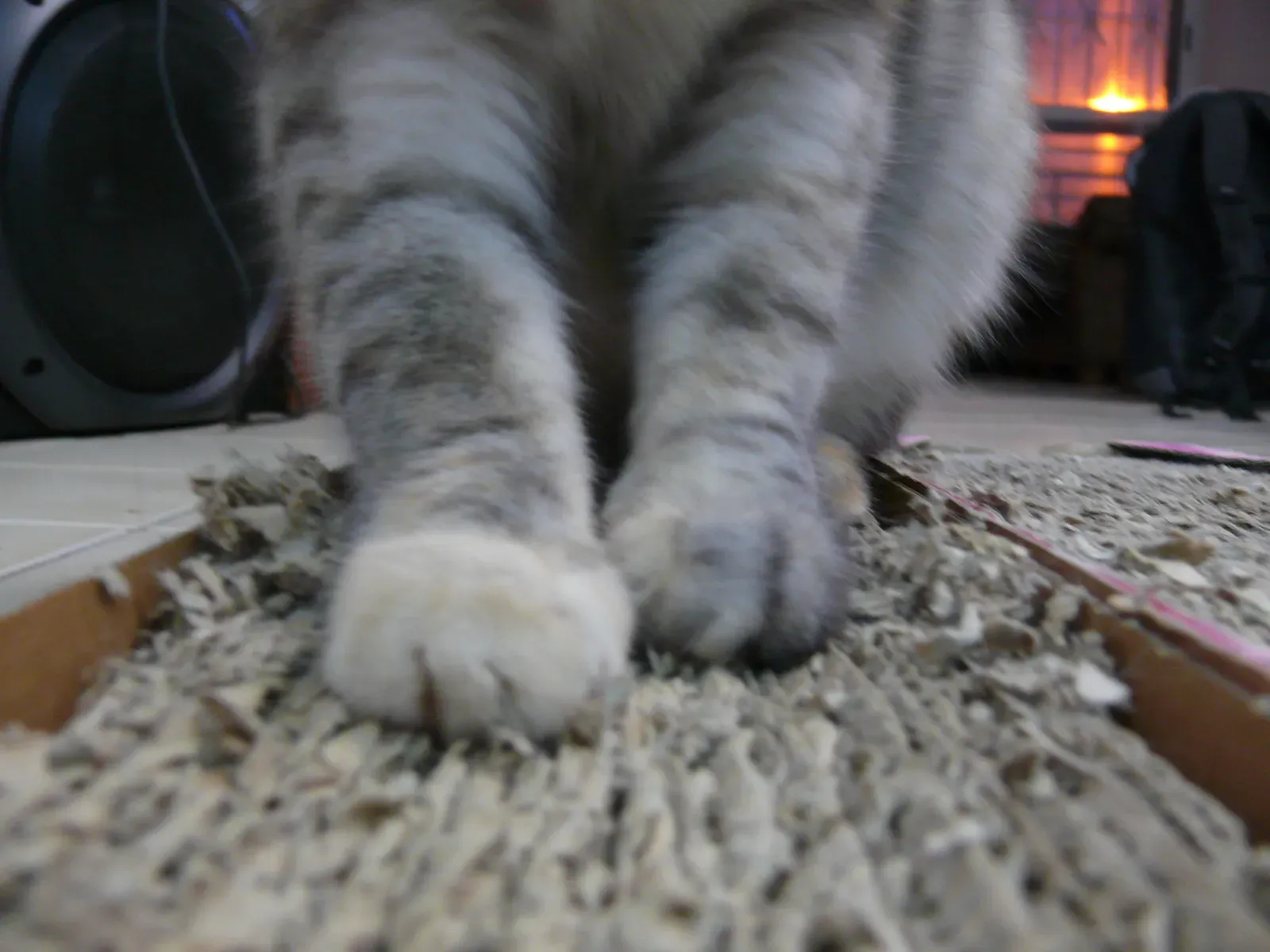 #4 Scratching Surfaces That Actually Get Used (originally posted to Flickr as 044/366 - Grat grat grat (kitty), CC BY-SA 2.0)
