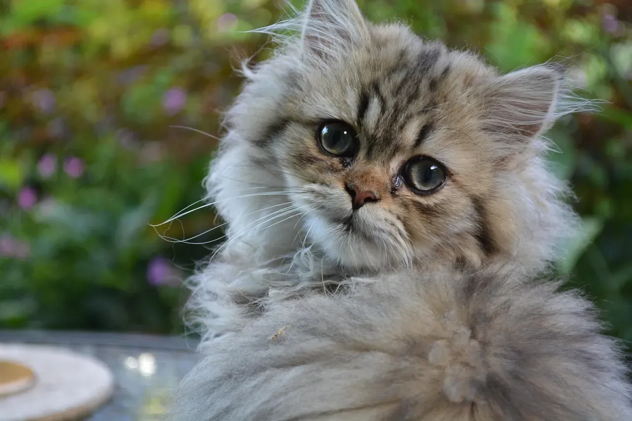 Persian Cats: Beauty With a Heat-Intolerant Price Tag (Image Credits: Pixabay)
