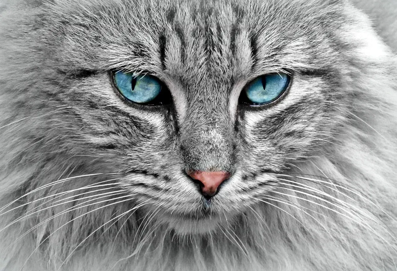 #2 - She Understands That Hidden Things Still Exist (Image Credits: Pixabay)