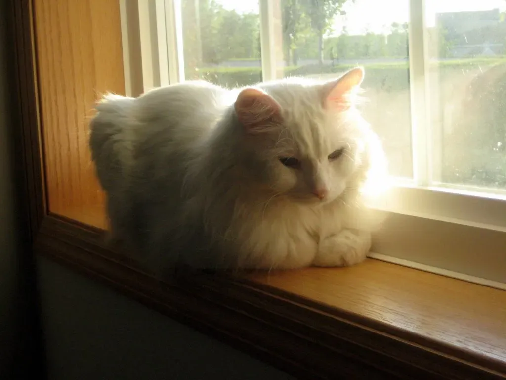 Perching Just Within Your Line of Sight (Tiger Girl, Flickr, CC BY 2.0)