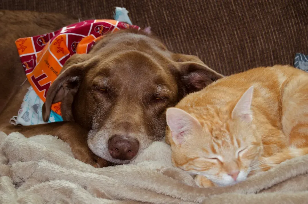 Myth 10: Cats and Dogs Can Never Get Along (Image Credits: Unsplash)