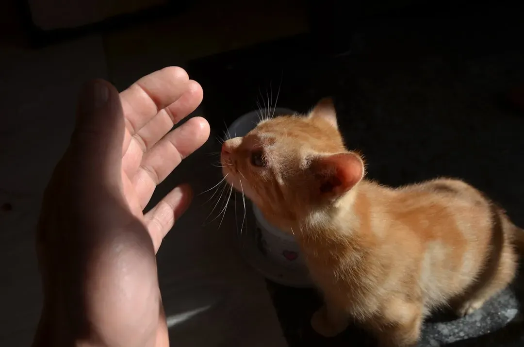 #1 - Stop Chasing the Trust, Let the Cat Set the Pace (Image Credits: Unsplash)
