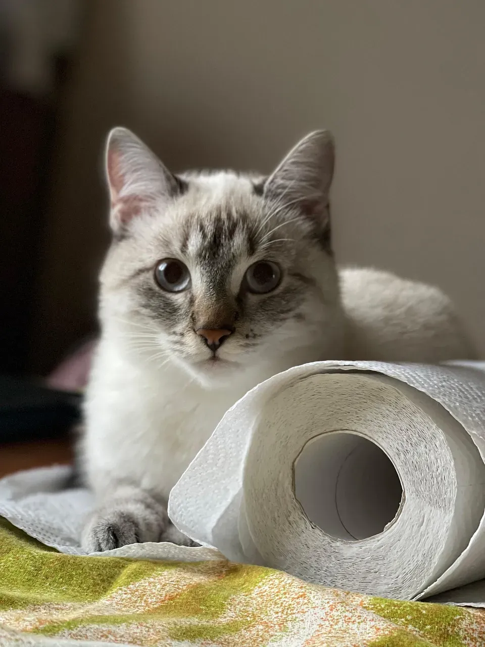 3. The Toilet Paper Roll (Image Credits: Pixabay)