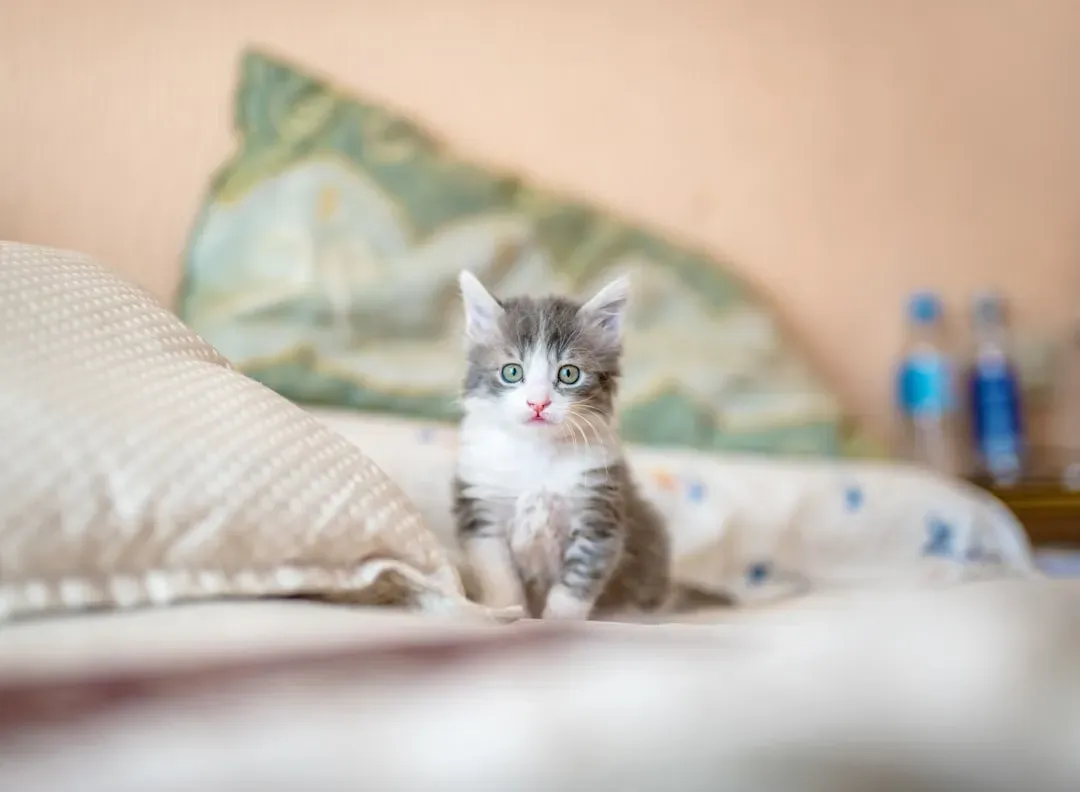 Your Cat's Personality Is Shaped Long Before You Ever Meet Them (Image Credits: Unsplash)