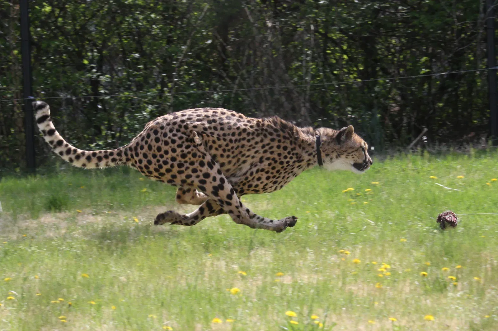 #5 It stabilizes the body during the airborne phase of the gallop (Flickr: Cheetah Run, CC BY 2.0)