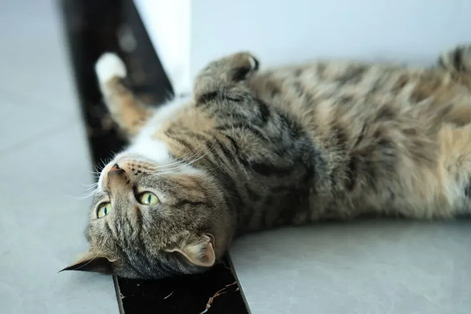 #17 - Rolling Onto Its Back Playfully, Awake (Image Credits: Pexels)