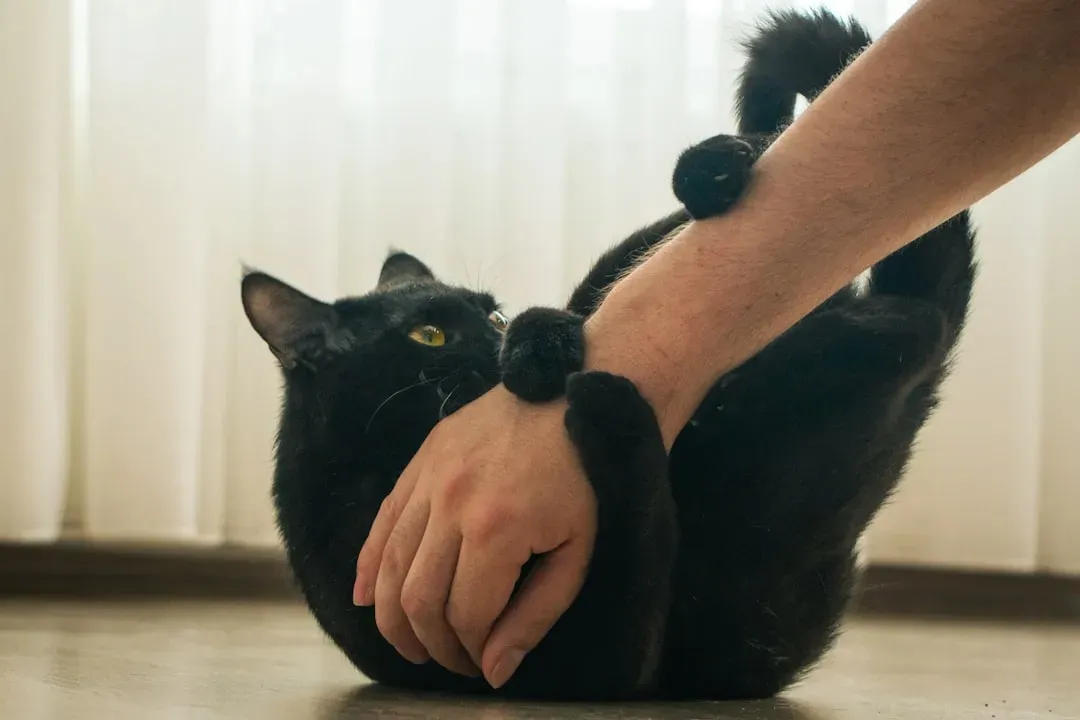 #3 Attachment research suggests cats treat owners as a secure base (Image Credits: Unsplash)