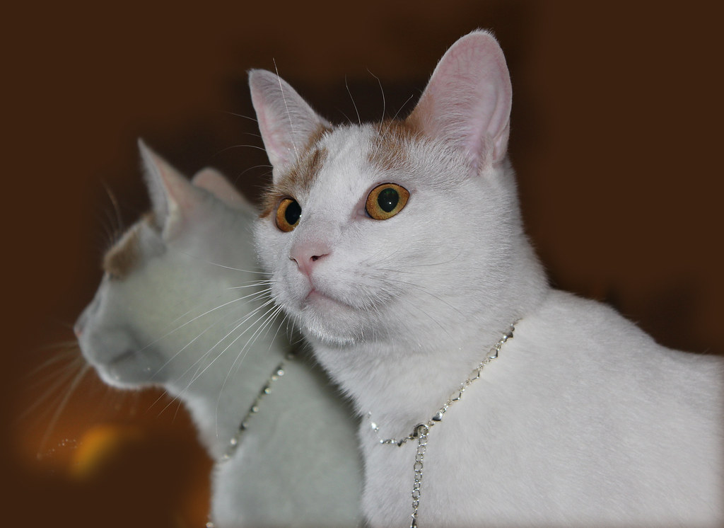 Evolutionary Perspectives on Cat Mirror Behavior (Image Credits: Flickr)