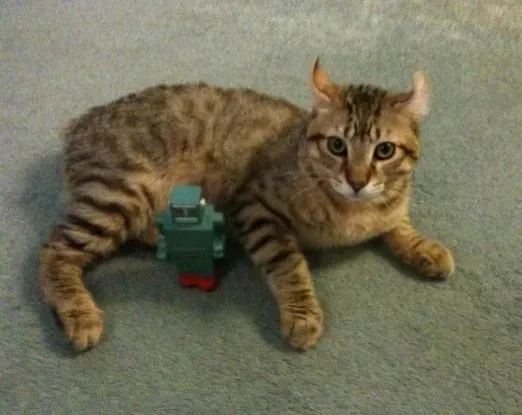 11. Electronic and Motion-Activated Toys (Image Credits: Wikimedia)