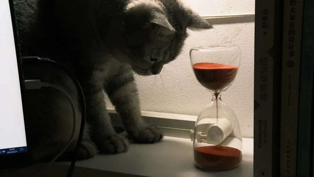 Conclusion: Time Is a Very Different Animal for Your Cat (Image Credits: Unsplash)